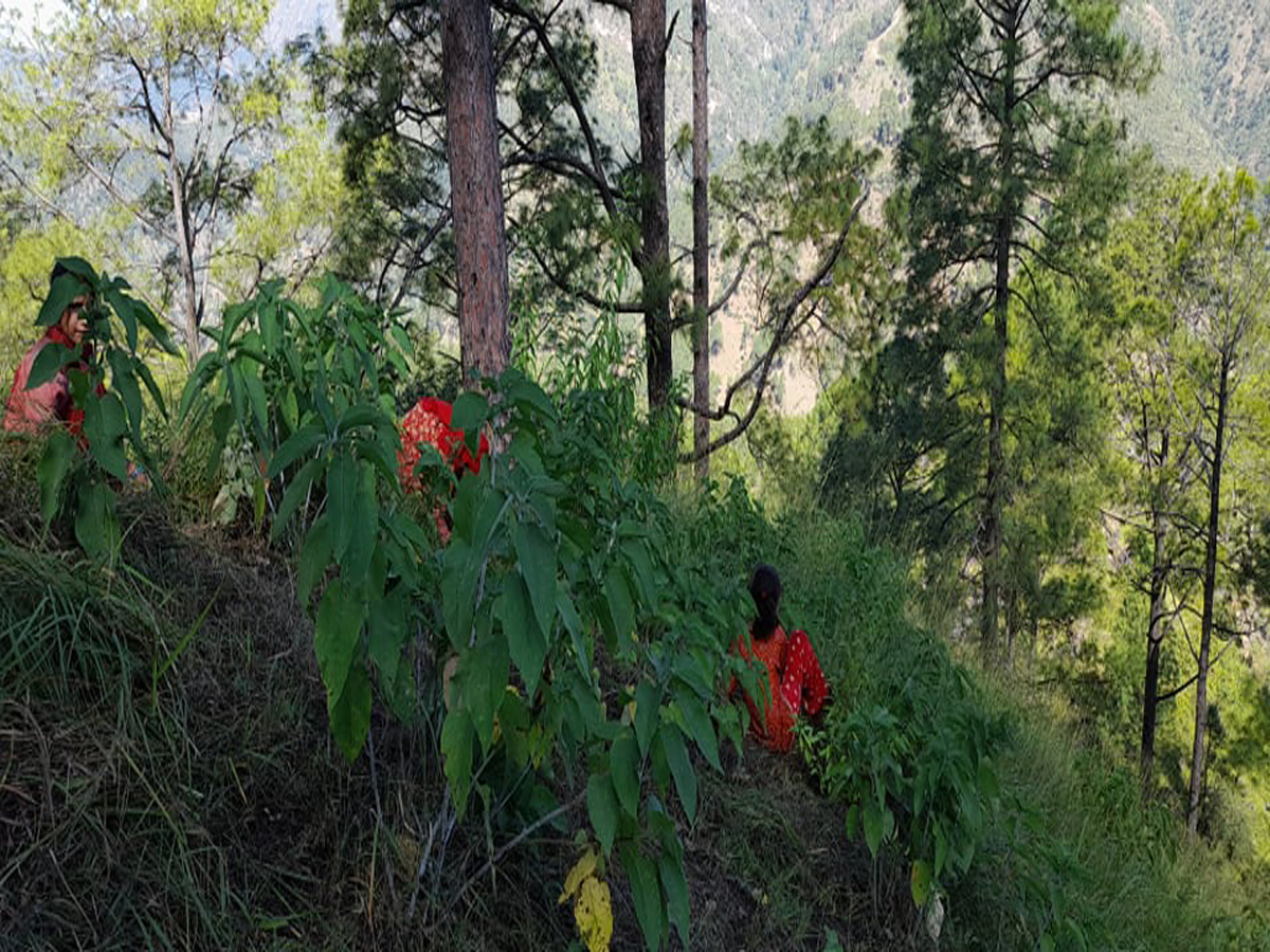 तिहारसंगै सुदूरपश्चिमका पहाडी जिल्लामा खर काट्ने चटारो 